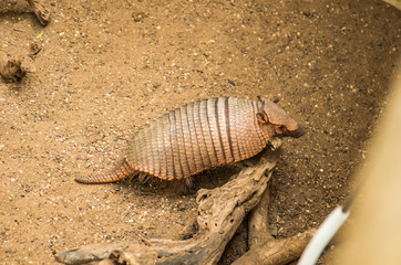 armadillo on a stone