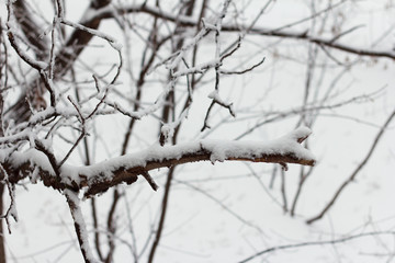 Fototapeta na wymiar Trees and bushes covered with snow