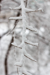 tree branches covered with snow