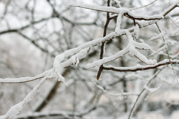 Trees covered with snow during a blizzard