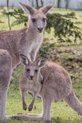 Naklejka na ściany i meble Close up of Australian Eastern Grey Kangaroo mother and joey in portective stance in grassland. Portrait format. Nature image without manipulation