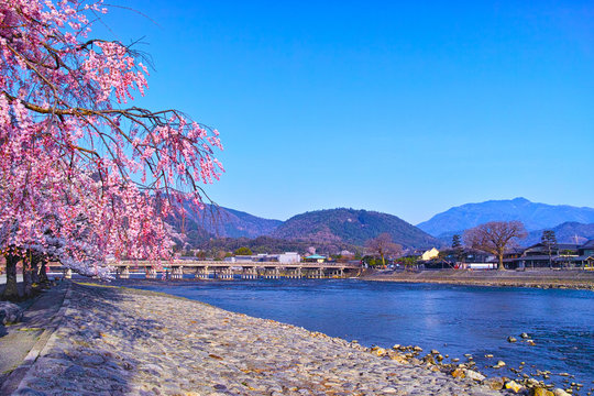 京都嵐山、春の桜咲く渡月橋
