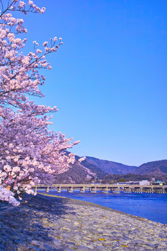 京都嵐山、春の桜咲く渡月橋
