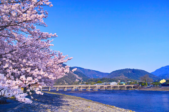 京都嵐山、春の桜咲く渡月橋
