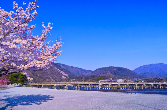 京都嵐山、春の桜咲く渡月橋
