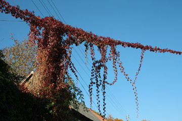 Ivy entwining electric wires - plant expansion