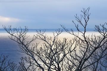 The winter coast trees