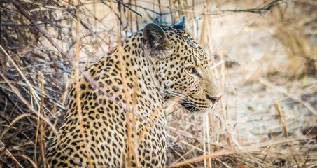 leopard