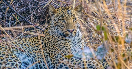 leopard
