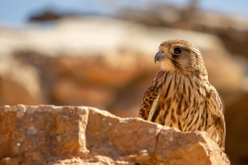 Close-up young hawk in his habitat natural 