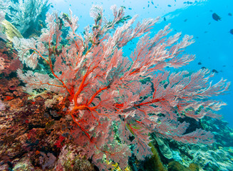 Coral garden in Caribbean © John Anderson