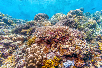 Coral garden in Caribbean