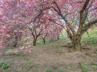 Central Park, New York City in spring
