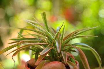 ornamental plant on green background