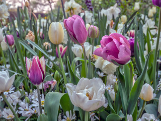 Tulip blooming in spring