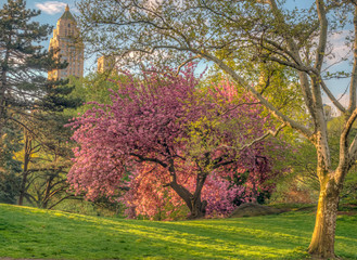 Fototapeta premium Central Park, New York City in spring