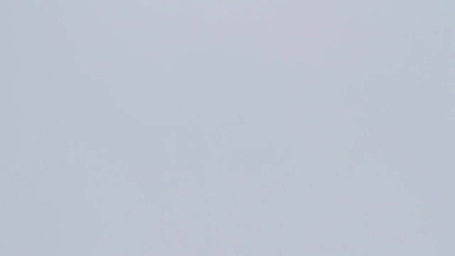 Bonelli's eagle flying in the sky