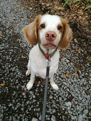 Bretonenspaniel Setter Mix Tom beim Gassi gehen