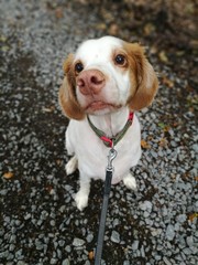 Bretonenspaniel Setter Mix Tom beim Gassi gehen