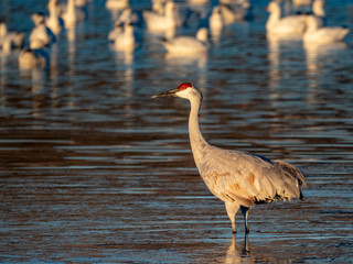 Sandhill Crane 3