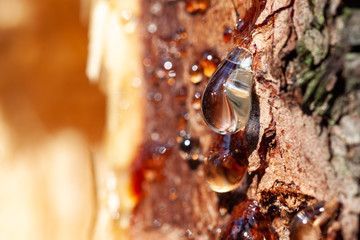 resin on tree