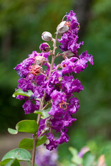 Spring detail on natural magenta flowers outdoors in latin america. Guatemala.