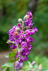 Spring detail on natural magenta flowers outdoors in latin america. Guatemala.