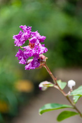 Spring detail on natural magenta flowers outdoors in latin america. Guatemala.