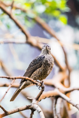 Petit oiseau posé sur une branche