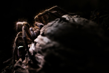 A male of Lasiodora tarantula from Brazilian Atlantic Forest, Minas Gerais. It has 14cm in diameter...
