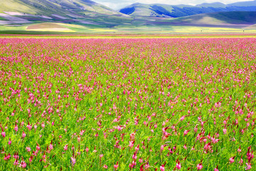 Obraz premium Flowery plain. The plain of Castelluccio - Italy, in bloom during the spring.