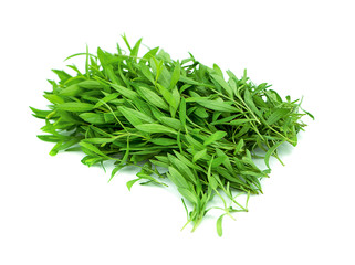 tarragon isolated on a white background