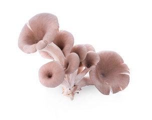 The cultivation of Angel mushrooms. oyster mushroom. Angel mushroom.Volvariell. Fresh angel mushrooms growing