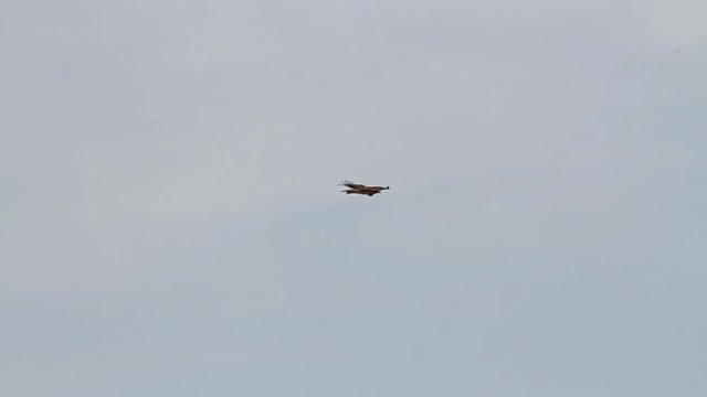 Bonelli's eagle flies in the sky