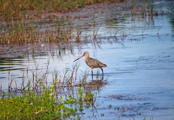  bar-tailed godwit (Limosa lapponica)