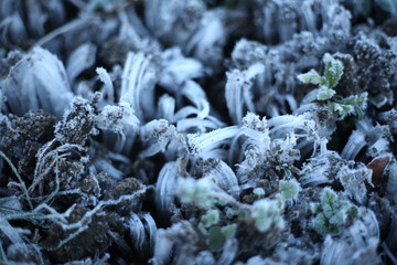 冬　霜柱　しもばしら