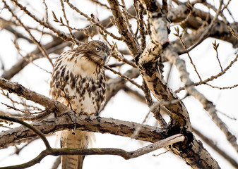 Red tailed hawk perched
