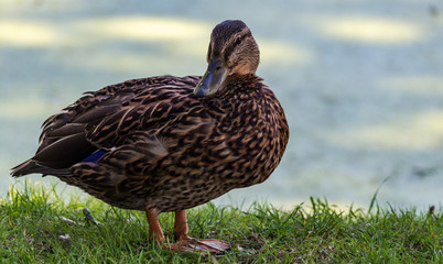Ducks