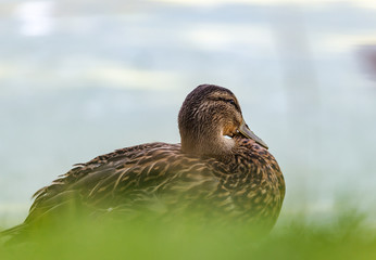 Fototapeta premium Ducks