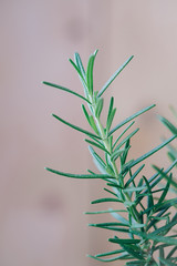 rosemary