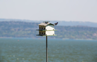 Purple Martin (Progne subis) perched on House with Lake in BG