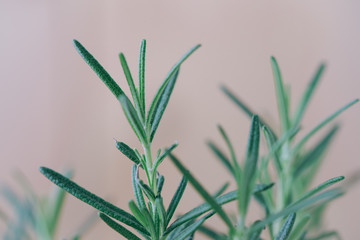 rosemary