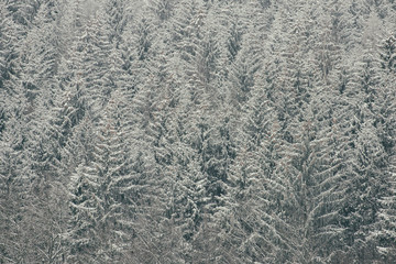 Snow-covered tops of firs. Thick coniferous forest. Winter landscape