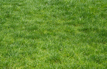 Green grass. Natural background texture.