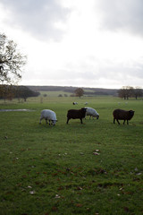 Naklejka na ściany i meble herd of sheep in field