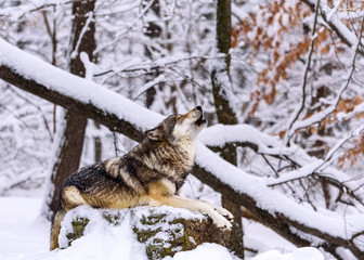 Howling Wolf