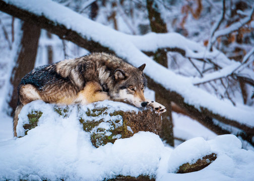 Prone Winter Wolf