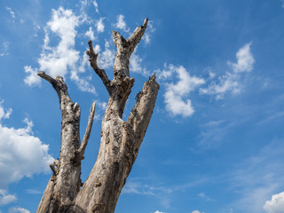 One dead tree with wonderful sk