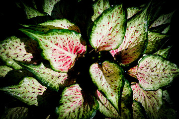 Colorful leaves are ideal for bringing back and wallpaper.