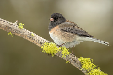Dark-eyed Junco Side Pose (adult male)